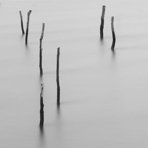 Oyster bed poles sticking out of the water