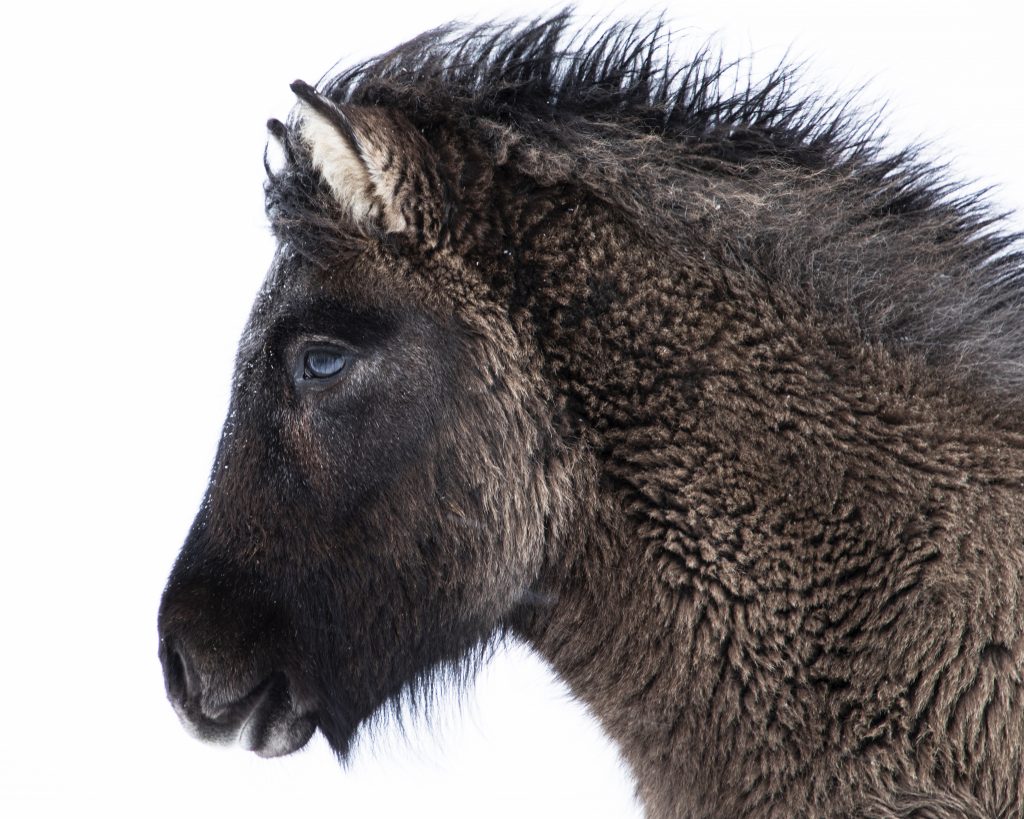 Dark Icelandic Foal Winter Horse Print